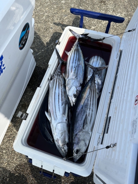 一本釣りの鰹