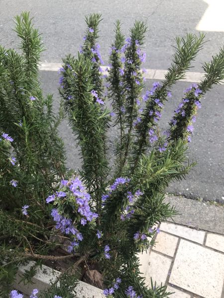 ローズマリーの花